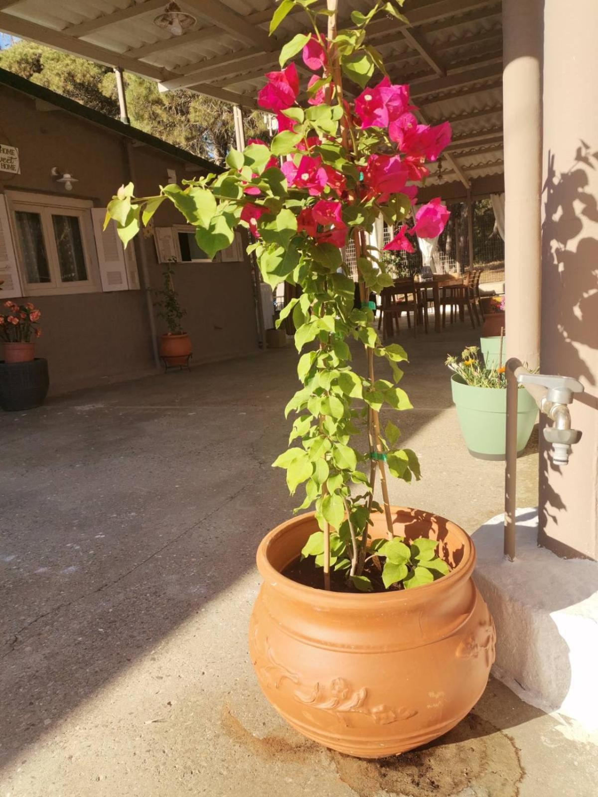 Serenity House Spiatza Katarrakhion Ngoại thất bức ảnh